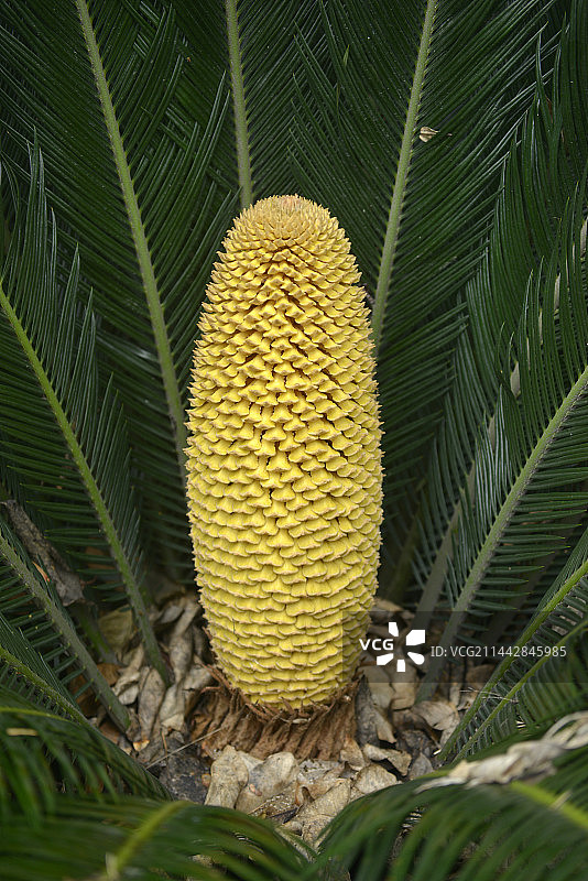 铁树开花图片素材