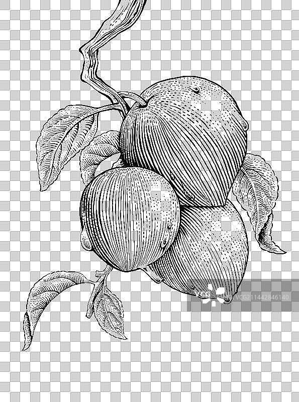 水果花卉 版画 线稿图片素材