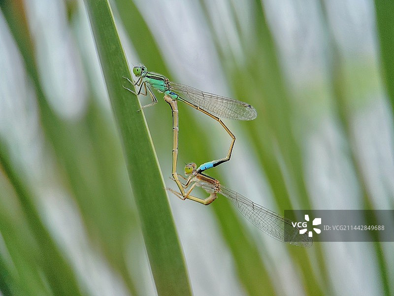 青纱帐里图片素材