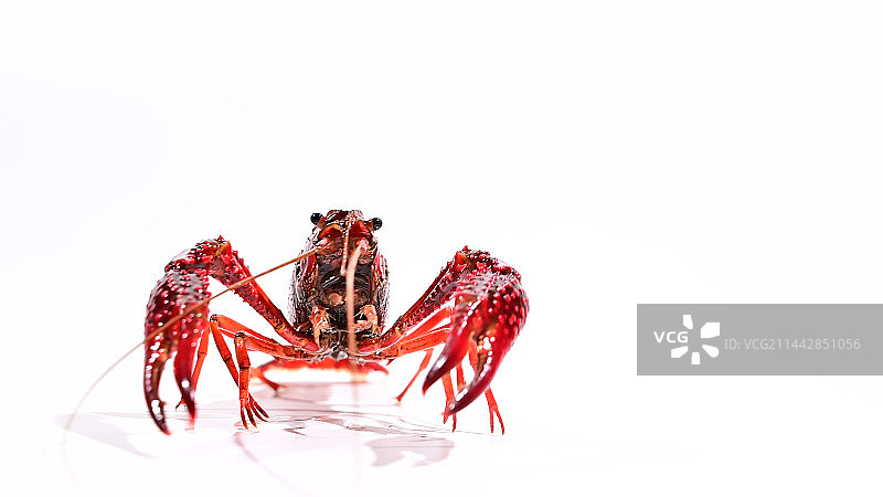 白背景鲜活小龙虾图片素材