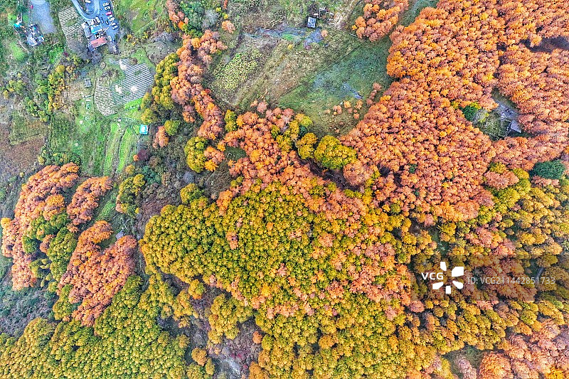 四川甘海子枫林图片素材