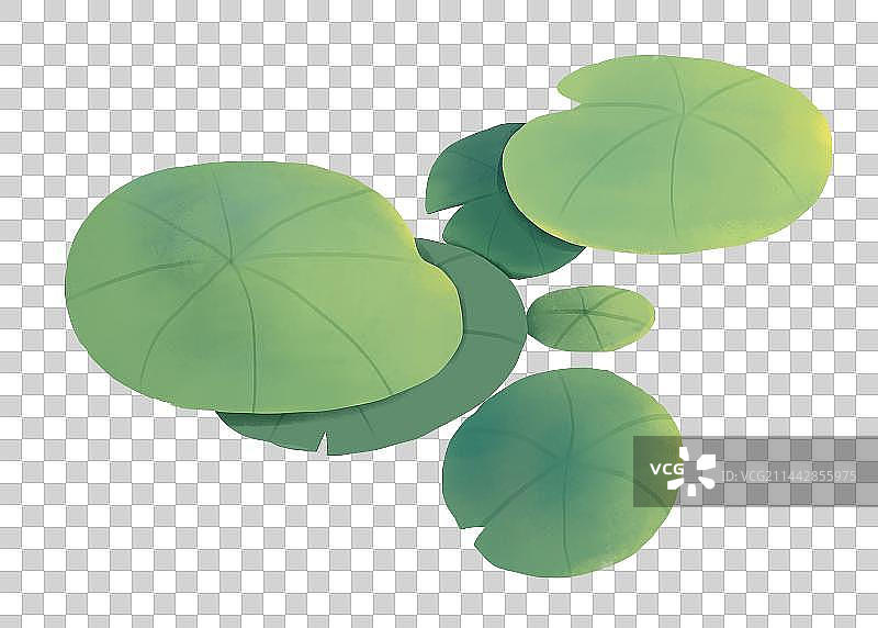 夏天节气插画元素池塘里盛开的黄金莲浮萍图片素材