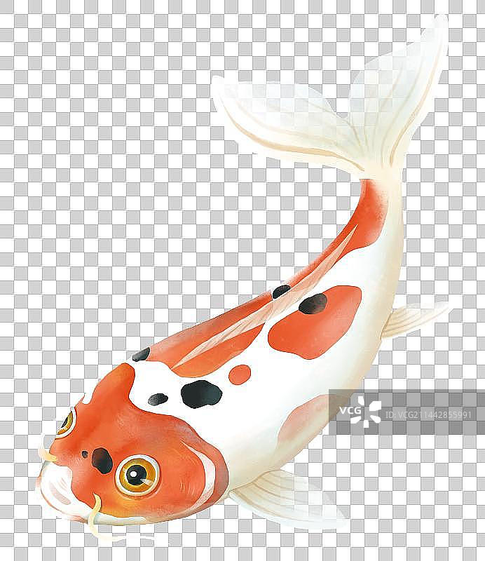 夏天节气插画元素池塘里的锦鲤图片素材