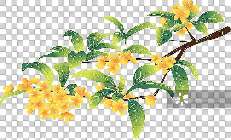 国风中秋节桂花植物插画图片素材