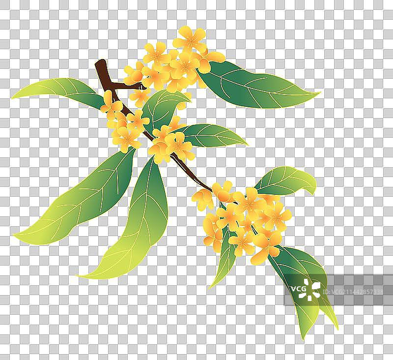 国风中秋节桂花植物插画图片素材