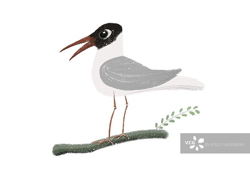 鸟类插画～红嘴鸥图片素材