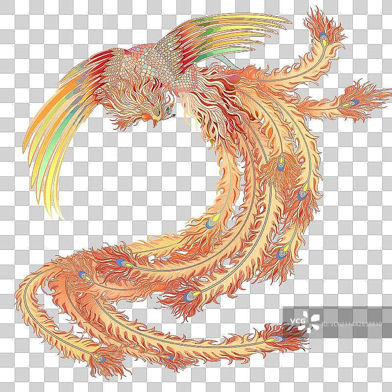 白色背景上的凤凰图片素材