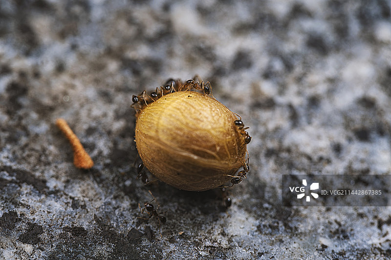 搬运粮食的蚂蚁图片素材