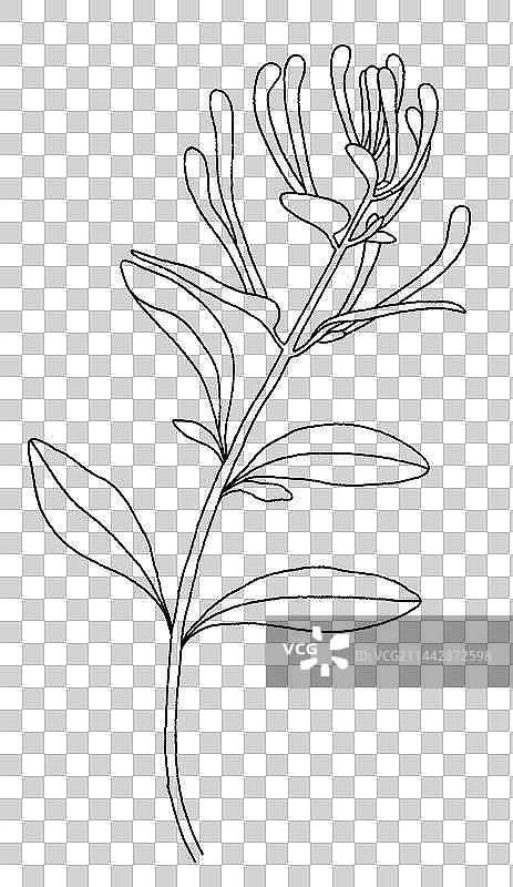 植物金银花苞手绘插画图片素材