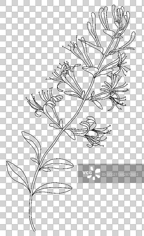 植物金银花手绘插画图片素材