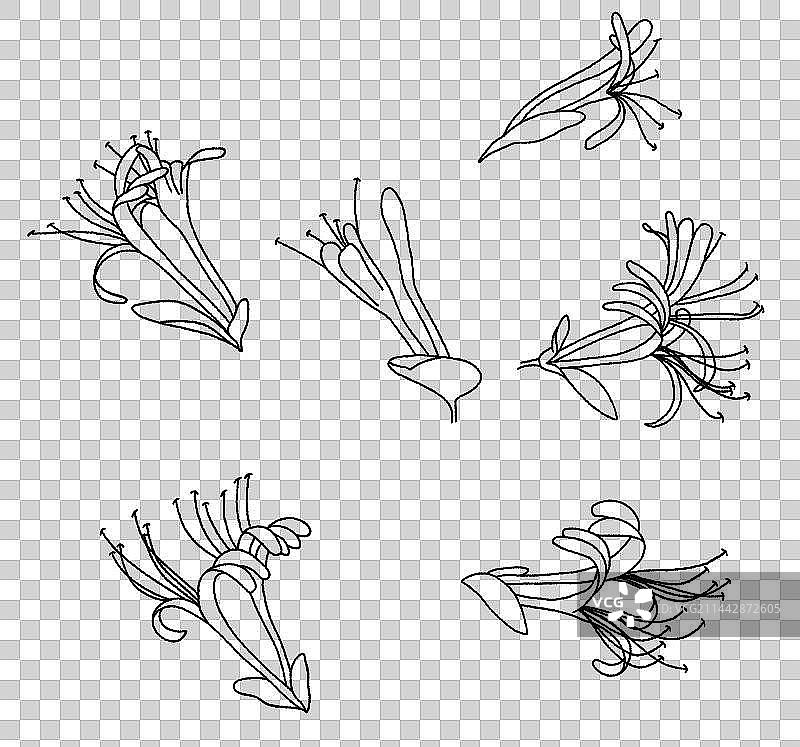 金银花手绘插画图片素材