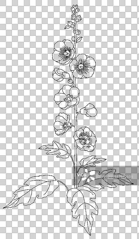 蜀葵花手绘线条插画图片素材