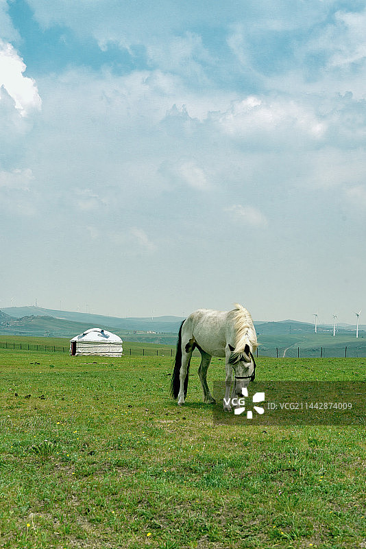 辉腾锡勒草原夏季景观图片素材