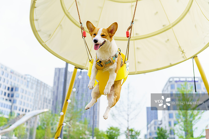 柯基犬 可爱萌宠 动物微笑 治愈系动物温馨图片素材