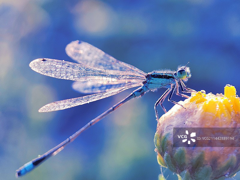 俏豆娘图片素材