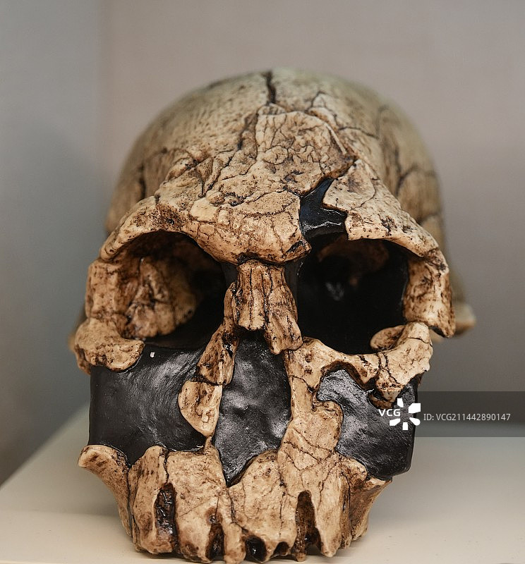 桌上人类头骨的特写镜头图片素材