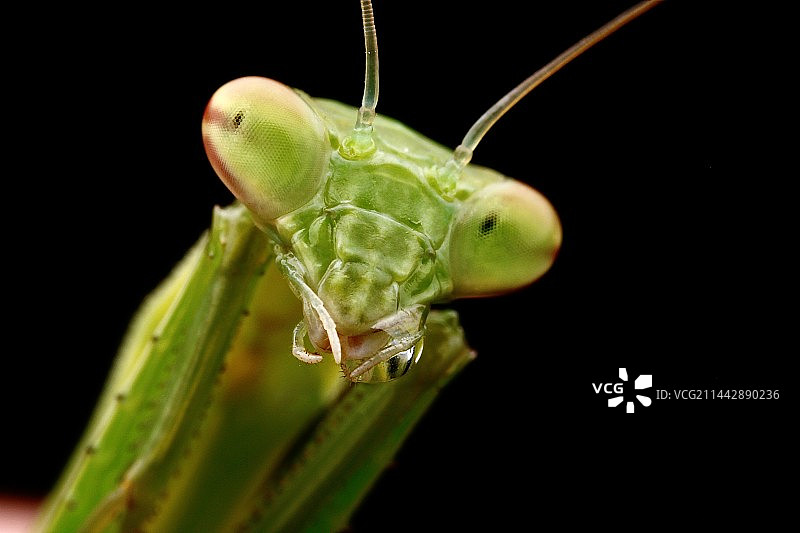 黑色背景下植物上螳螂的特写镜头图片素材