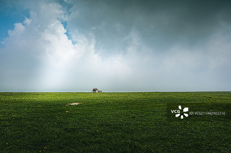 草原上的马图片素材