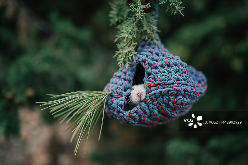 西班牙的佩帕鼠图片素材