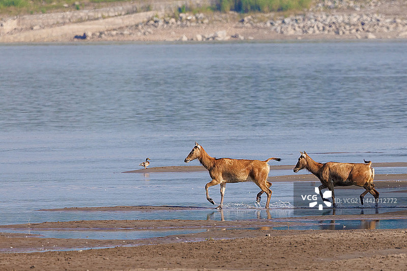 湖北石首长江江滩上的麋鹿种群图片素材