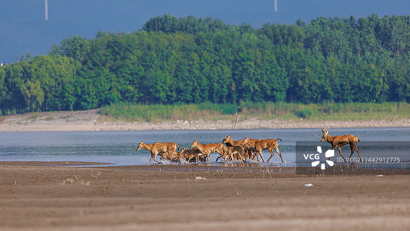 湖北石首长江江滩上的麋鹿种群图片素材