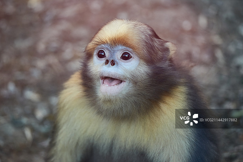 黔金丝猴图片素材