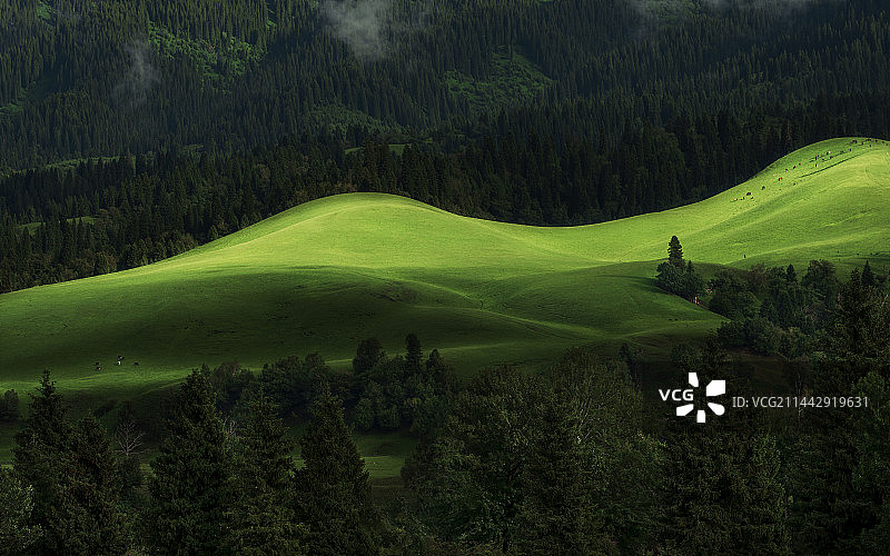 新疆的梦幻草原图片素材