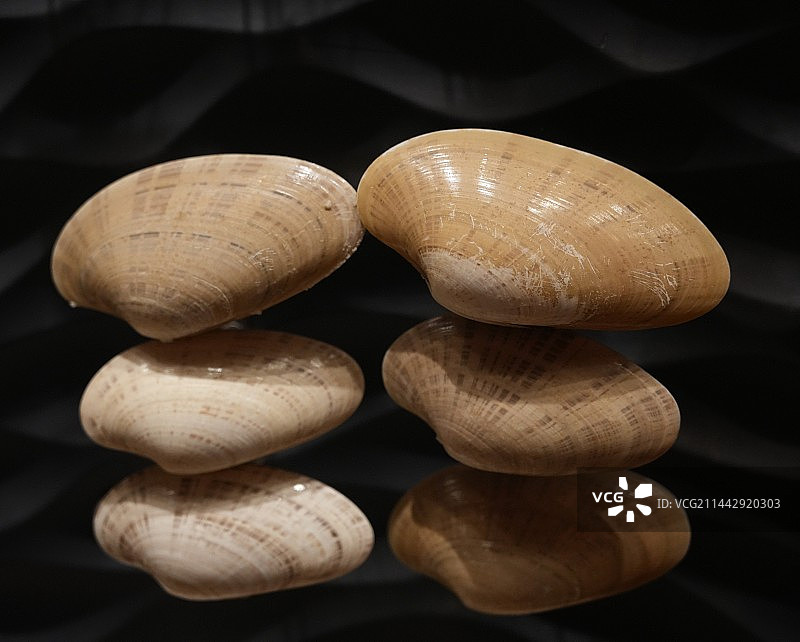 黑色背景贝壳的特写镜头图片素材