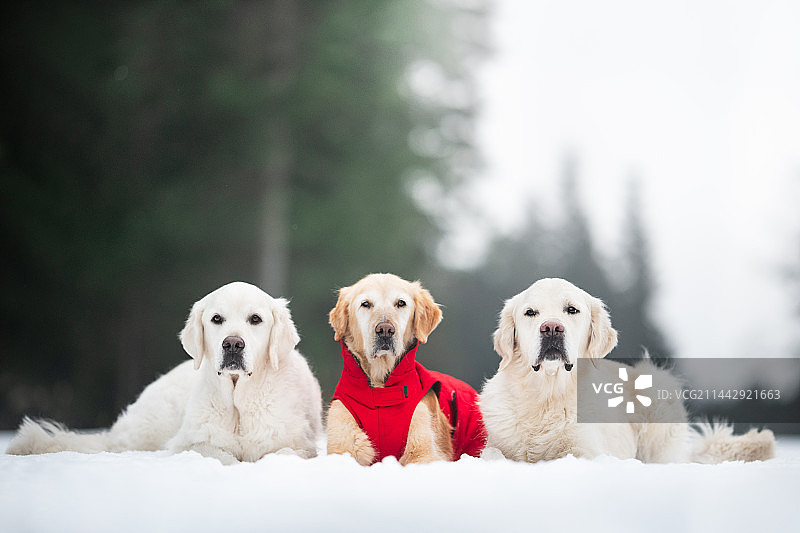 冬季风景中的金毛，凯尔采，波兰图片素材