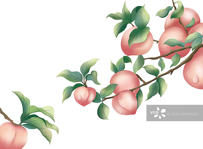 长在桃树上成熟的桃子图片素材
