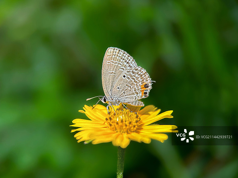 蟛蜞菊上的小灰蝶图片素材