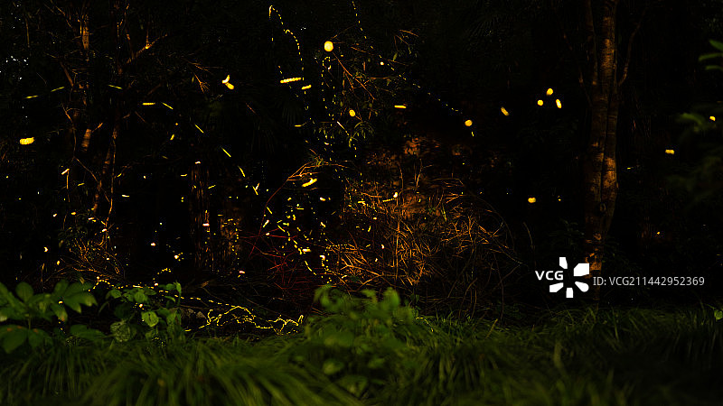 云栖竹径萤火虫图片素材