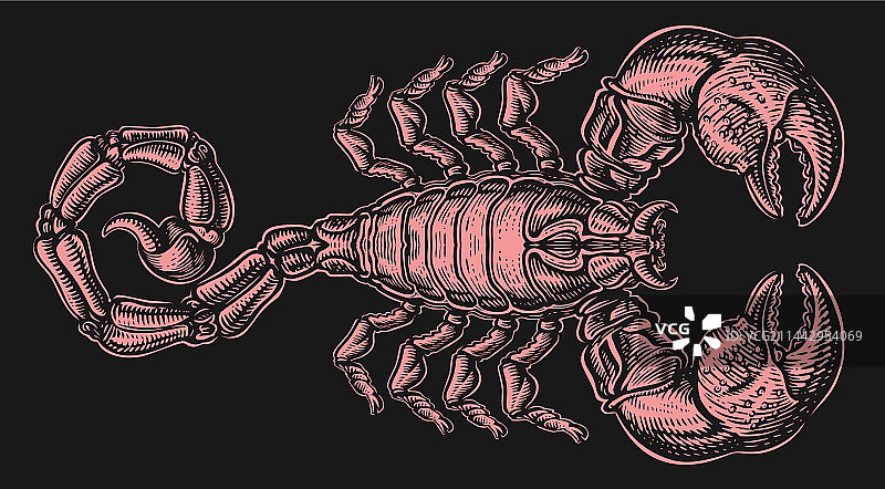 带刺的蝎子蜘蛛掠食者图片素材
