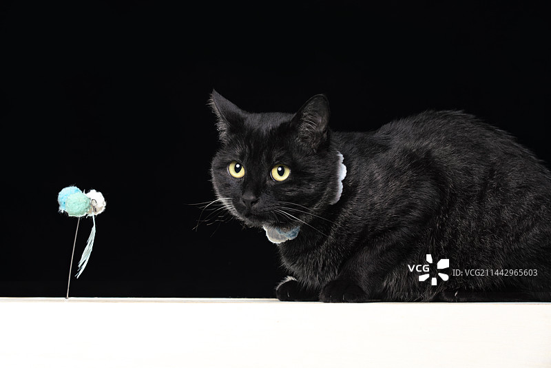 黑猫和逗猫棒图片素材