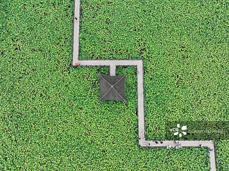 十里荷塘图片素材