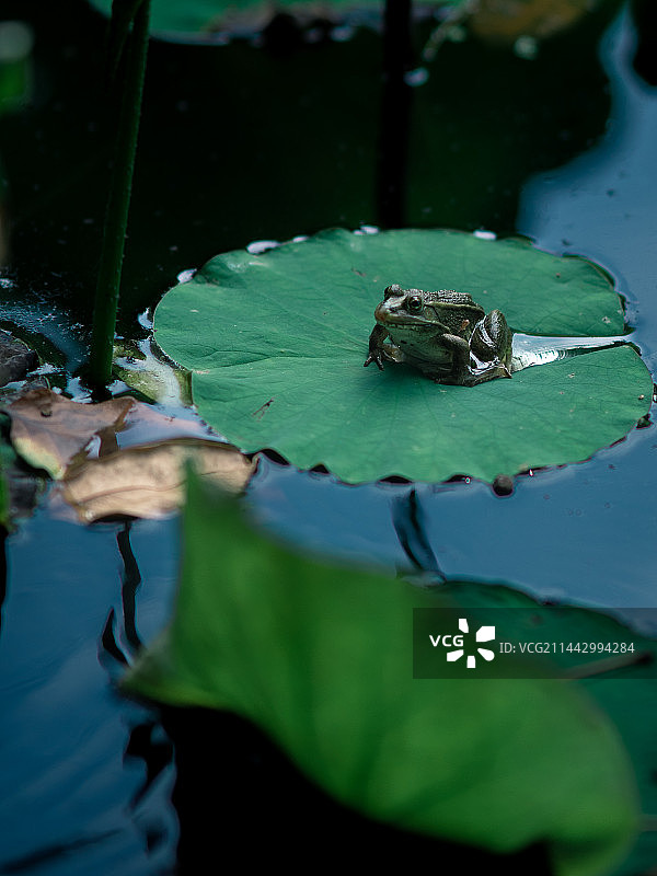 荷叶上的青蛙图片素材