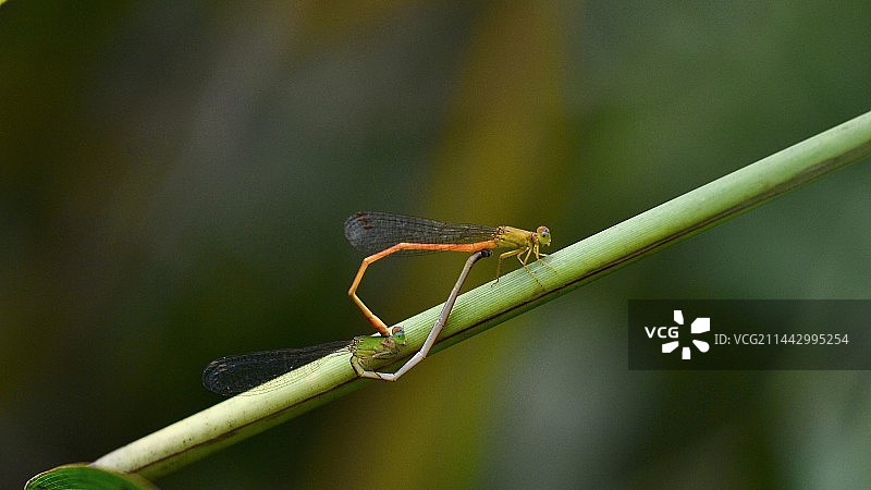 夏日热恋：植物上的豆娘特写图片素材