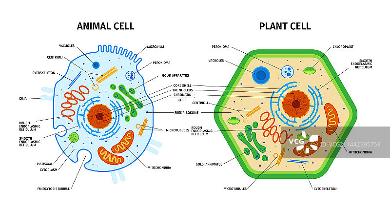 动植物细胞组成图片素材