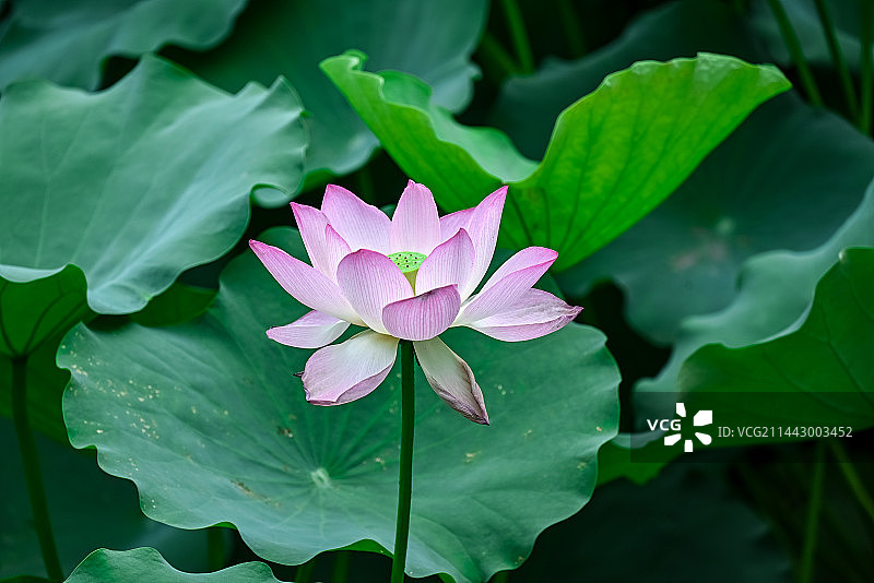 小荷才露尖尖角，夏天特属颜色图片素材