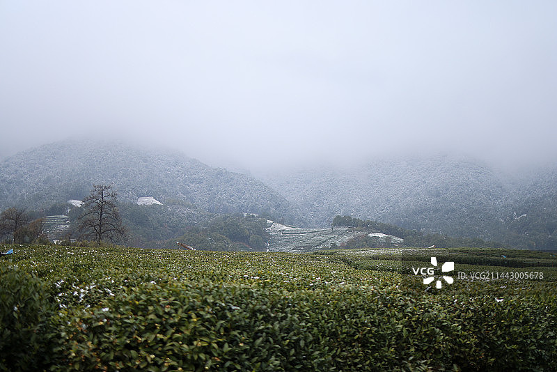 杭州龙坞光明寺水库的茶园雪景图片素材