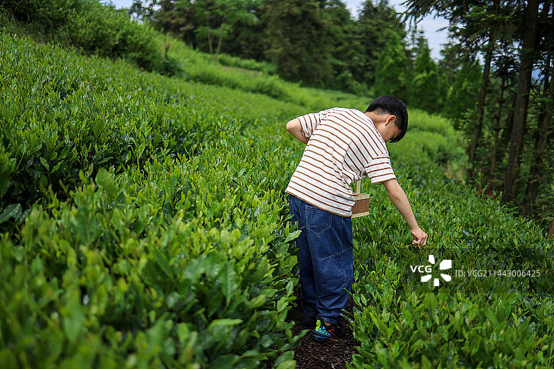 一个小男孩在茶园采摘茶叶图片素材