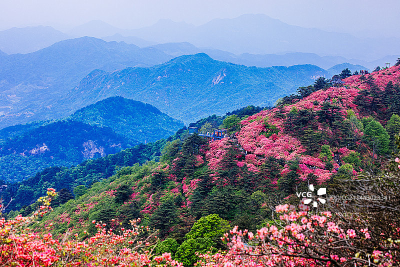 杜鹃花开图片素材