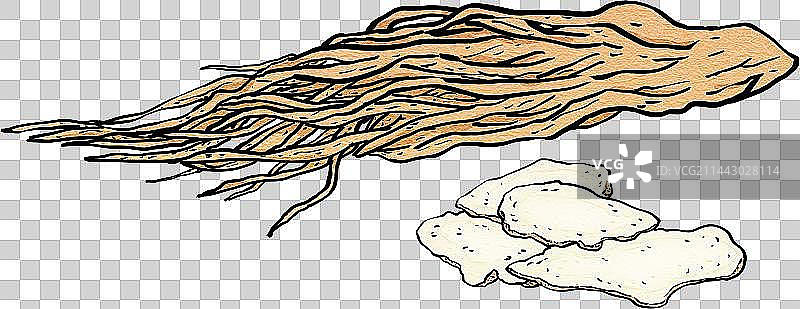 当归中医中草药漫画图谱元素图片素材