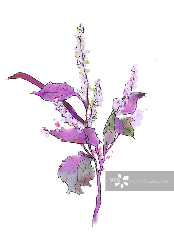 中草药药材紫苏图片素材