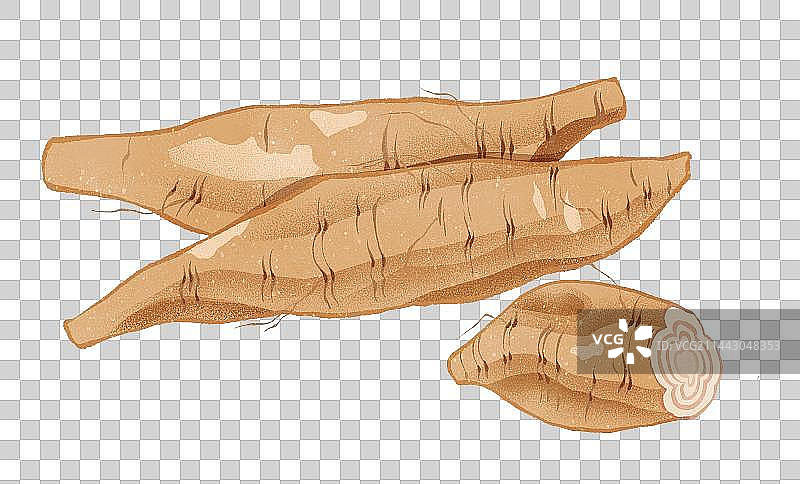 中药葛根和葛根块元素图片素材