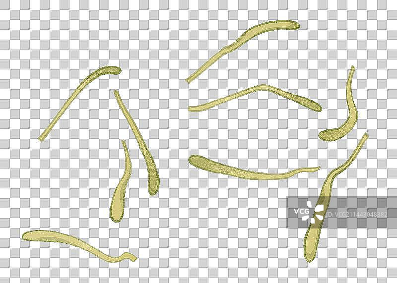 中药金银花元素图片素材