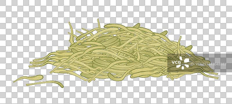 中药金银花元素图片素材