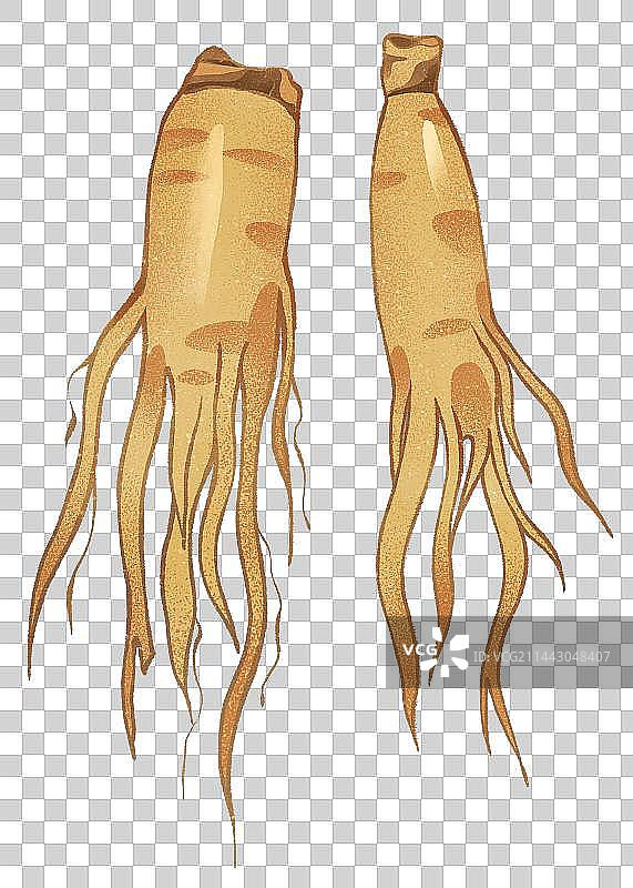 中药西洋参元素图片素材