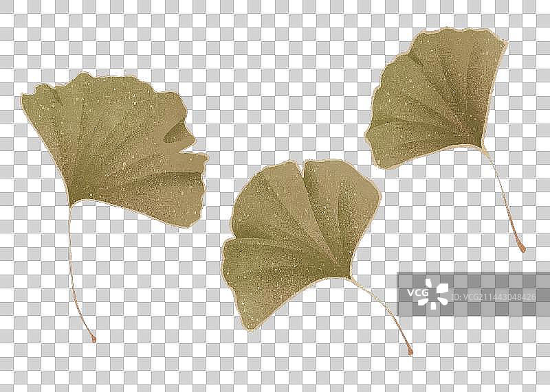 中药银杏元素图片素材