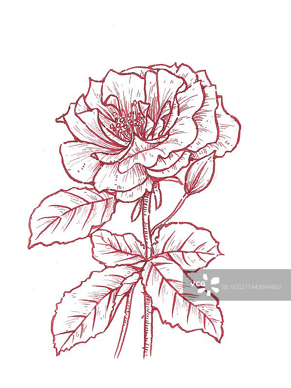 植物花卉线稿图片素材